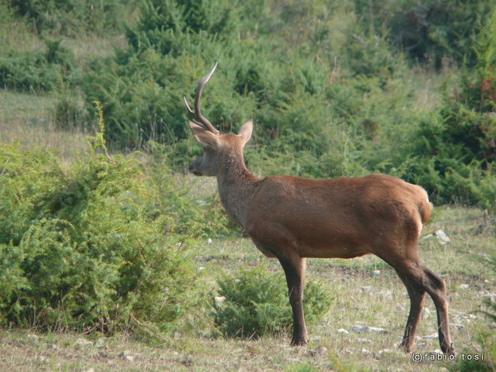 PASSIONE PER IL CERVO